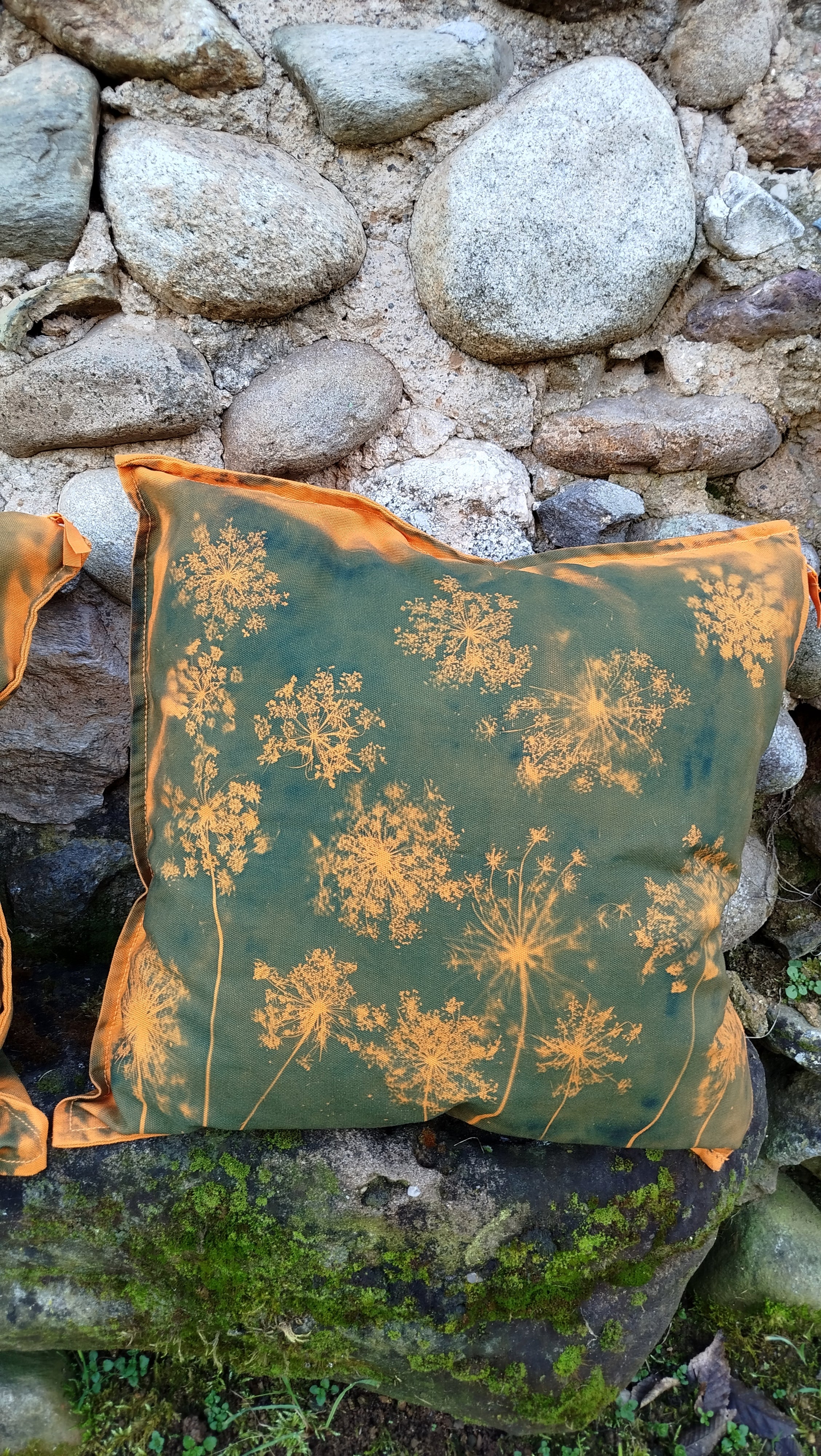 Federa con cianotipia di carota selvatica