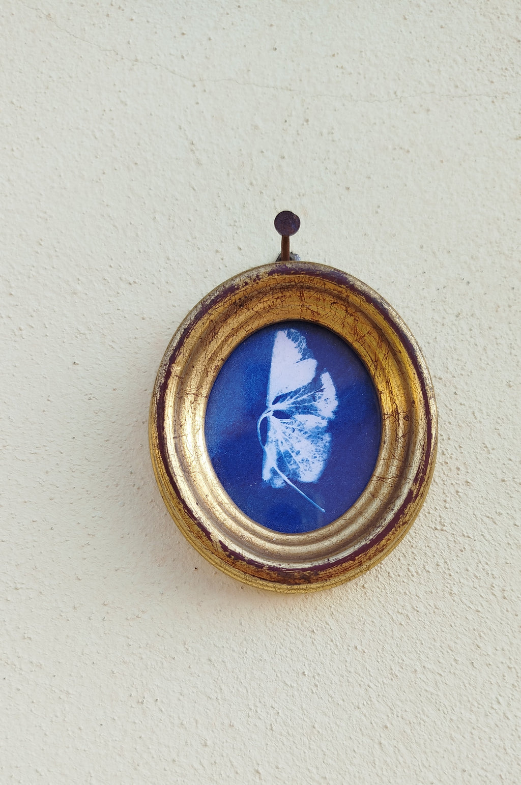 Quadretto ovale con cianotipia di ortensia