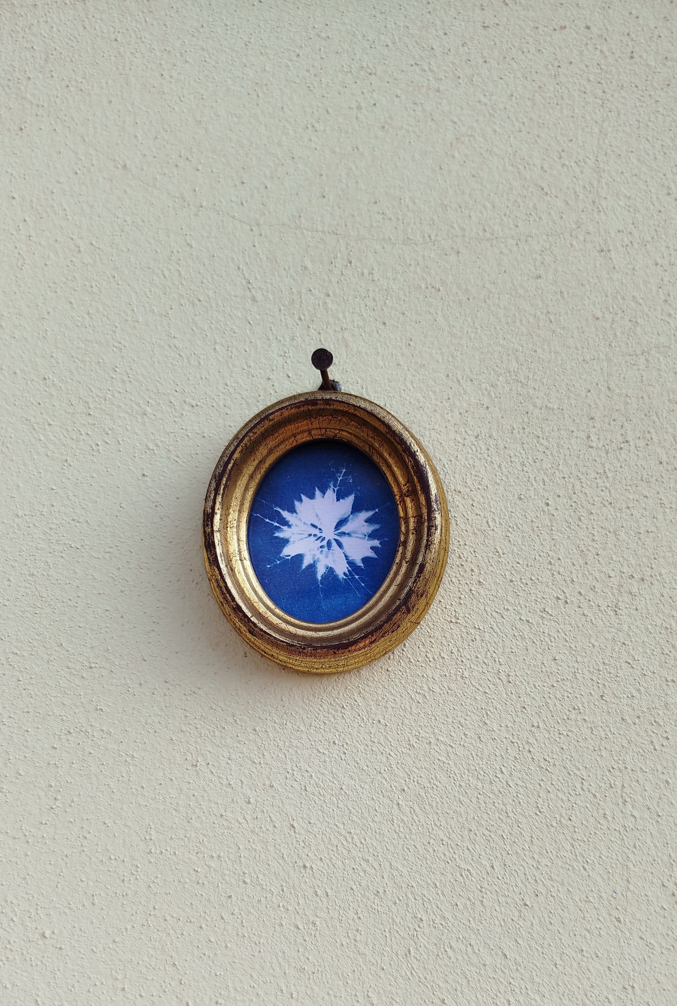 Quadretto ovale con cianotipia di nigella