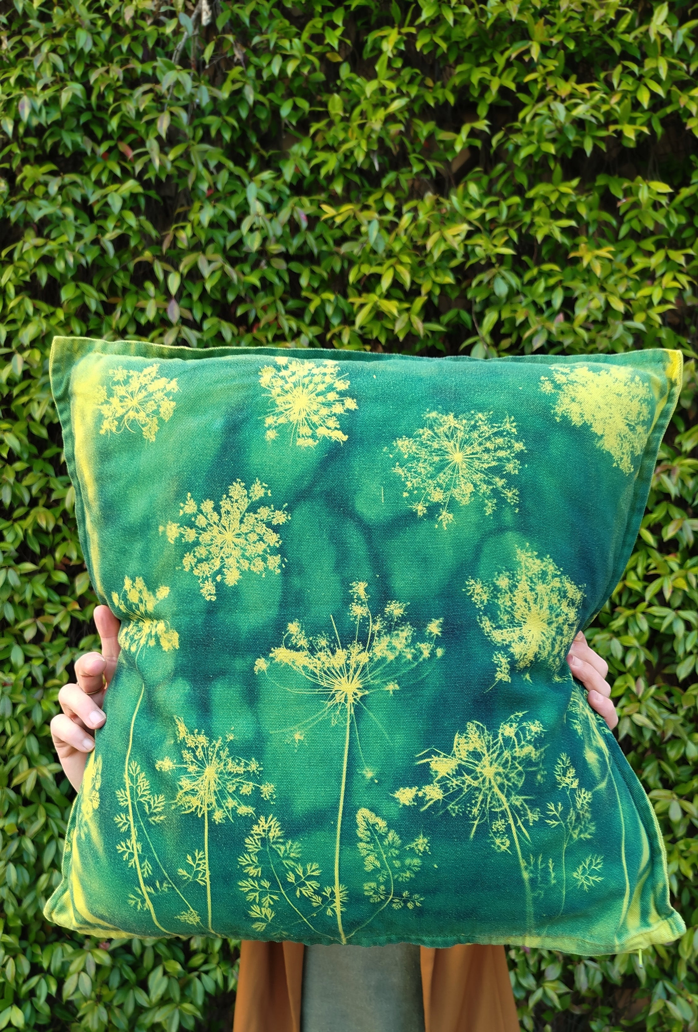 Federa con cianotipia di carota selvatica