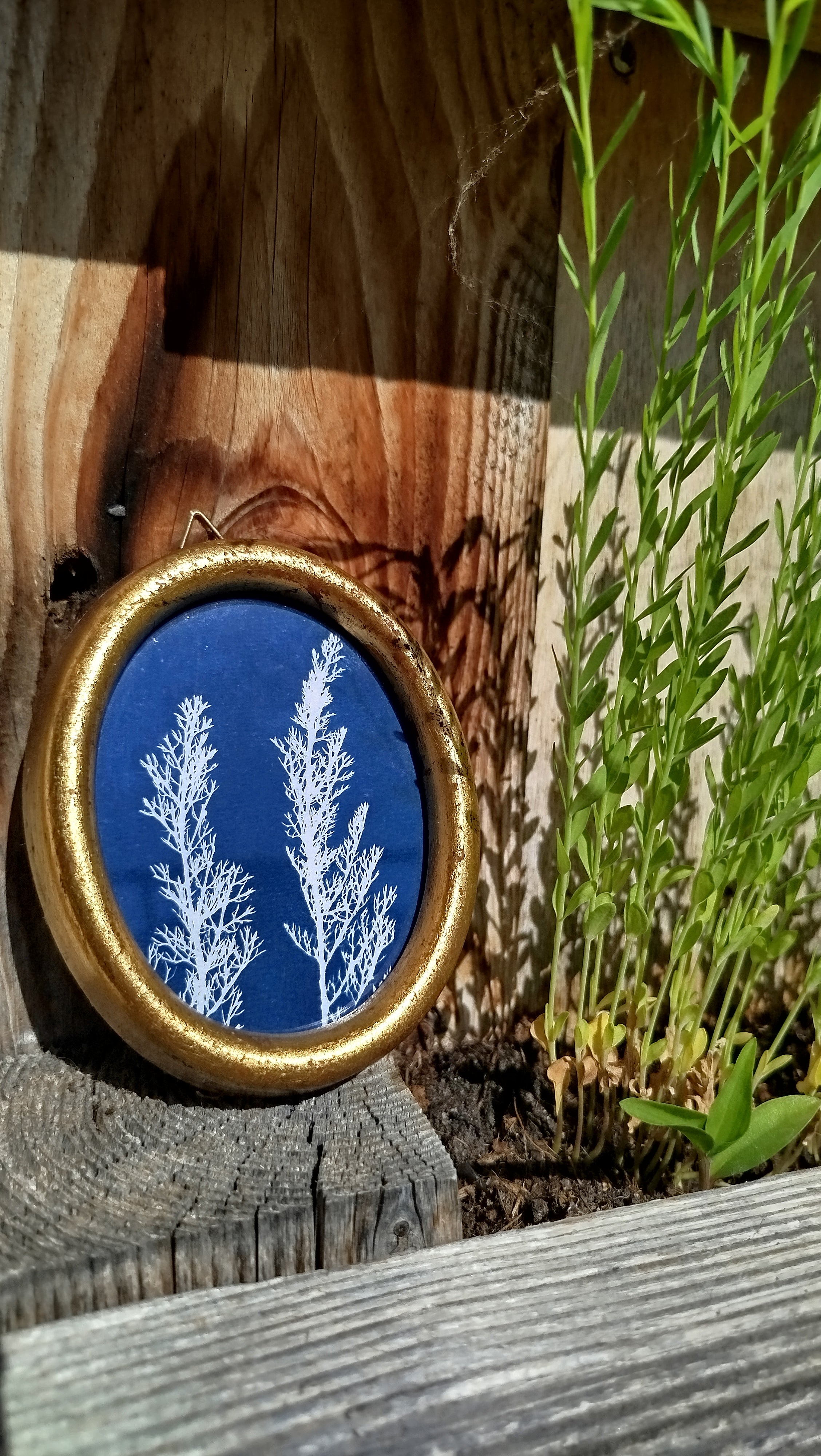 Quadretto con achillea